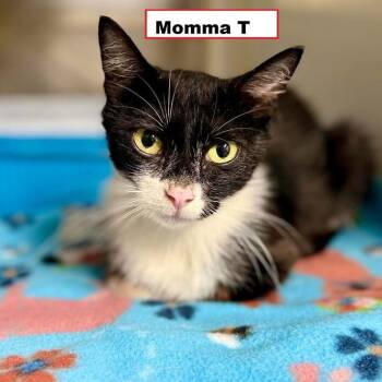 Momma T -  Domestic Short Hair Cat for Adoption in Zimmerman, Minnesota - Momma T | PetCurious
