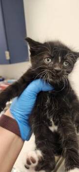 Lemur -  Domestic Short Hair Cat for Adoption in Roseville, California - Lemur | PetCurious