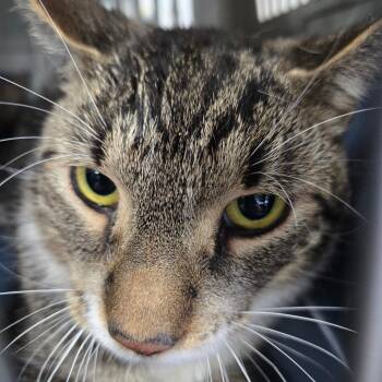 Addie Career Cat -  Domestic Short Hair Cat for Adoption in Newark, New Jersey - Addie Career Cat | PetCurious