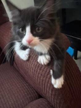 Rescue Domestic Short Hair Cats for Adoption in Denver, North Carolina - Bed Head | PetCurious