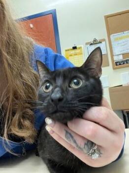 Sneeky -  Domestic Short Hair Cat for Adoption in Charleston, South Carolina - Sneeky | PetCurious