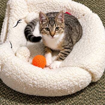 Paisley -  Domestic Short Hair Cat for Adoption in Spokane, Washington - Paisley | PetCurious