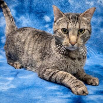 Axel -  Domestic Short Hair Cat for Adoption in Overland Park, Kansas - Axel | PetCurious