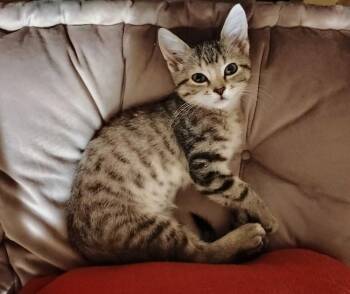 Taiga -  Domestic Short Hair Cat for Adoption in Topeka, Kansas - Taiga | PetCurious