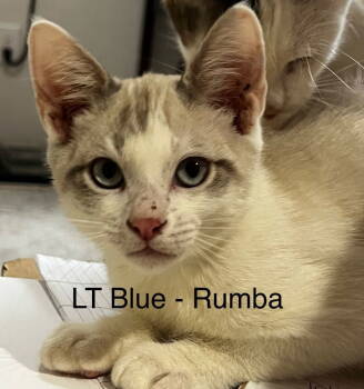 Rescue Domestic Short Hair Cats for Adoption in Battle Ground, Washington - CM - (Lt Blue) Rumba | PetCurious