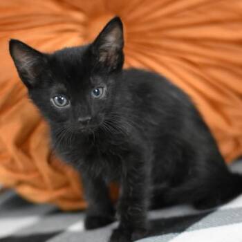 Rescue Domestic Short Hair Cats for Adoption in Conroe, Texas - Scar (The Lion King Litter) | PetCurious