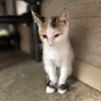 Jude Claw -  Domestic Short Hair Cat for Adoption in Davenport, Iowa - Jude Claw | PetCurious