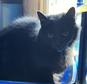 Rescue Domestic Long Hair Cats for Adoption in Westminster, Maryland - LUCY | PetCurious