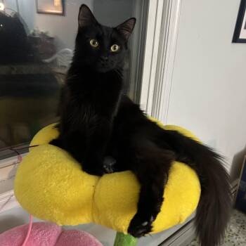 Domestic Long Hair Cats Available for Adoption - Peggy | PetCurious