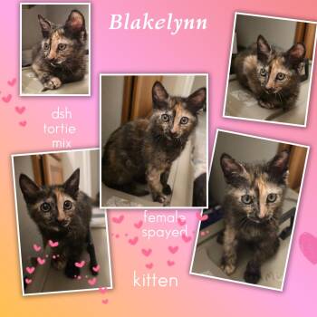 Blakelynn BR14420-T -  Domestic Short Hair Cat for Adoption in Missouri City, Texas - Blakelynn BR14420-T | PetCurious