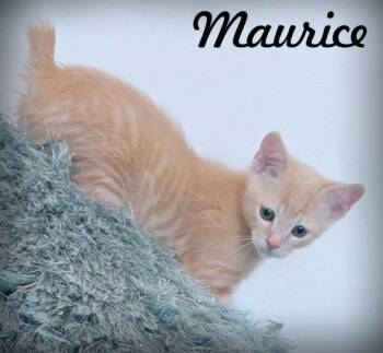Rescue Manx Cats for Adoption in Anaheim, California - Maurice | PetCurious