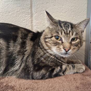 Rescue Domestic Short Hair Cats for Adoption in Liverpool, New York - Matty | PetCurious