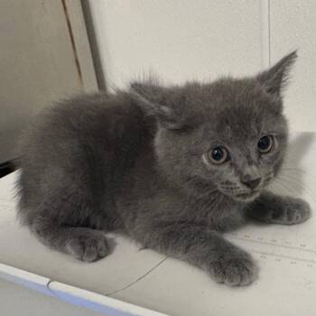 Venus -  Domestic Medium Hair Cat for Adoption in Tulsa, Oklahoma - Venus | PetCurious
