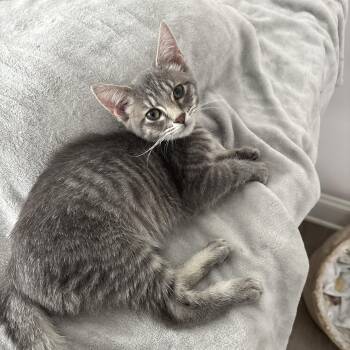Mimo -  Domestic Short Hair Cat for Adoption in Powdersville, South Carolina - Mimo | PetCurious
