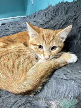 Rescue Domestic Short Hair Cats for Adoption in Woodstock, Illinois - (Granny) Smith | PetCurious