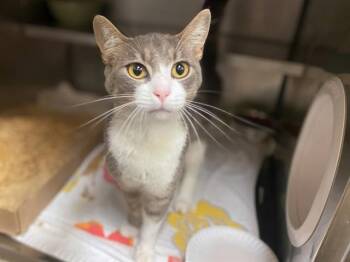 BOBA -  Domestic Short Hair Cat for Adoption in Fort Wayne, Indiana - BOBA | PetCurious