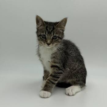 Rave -  Domestic Short Hair Cat for Adoption in State College, Pennsylvania - Rave | PetCurious