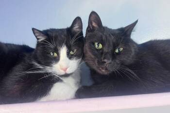 Domestic Short Hair Cats Available for Adoption in Colorado Springs, Colorado - Holon | PetCurious