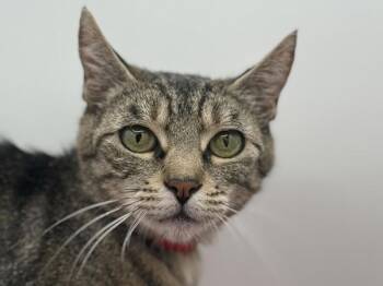 Olivia -  Domestic Short Hair Cat for Adoption in Portland, Oregon - Olivia | PetCurious