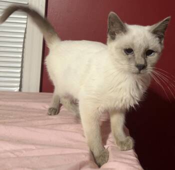 Rescue Siamese Cats for Adoption in Columbia, South Carolina - Sasha | PetCurious