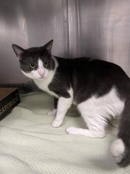 GUNTHER -  Domestic Medium Hair Cat for Adoption in Pasadena, Texas - GUNTHER | PetCurious