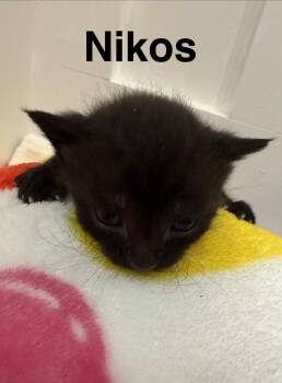Domestic Short Hair Cats Available for Adoption in North Haledon, New Jersey - Nikos | PetCurious