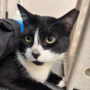 Domestic Short Hair Cats Available for Adoption in Reno, Nevada - Bootsie | PetCurious