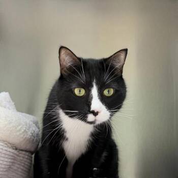 Professor Utonium -  Domestic Short Hair Cat for Adoption in State College, Pennsylvania - Professor Utonium | PetCurious