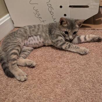 Dinosaur Nugget -  Domestic Short Hair Cat for Adoption in Baltimore, Maryland - Dinosaur Nugget | PetCurious