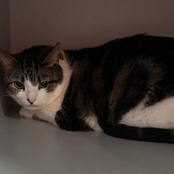 Domestic Short Hair Cats Available for Adoption - Nala Lyn | PetCurious