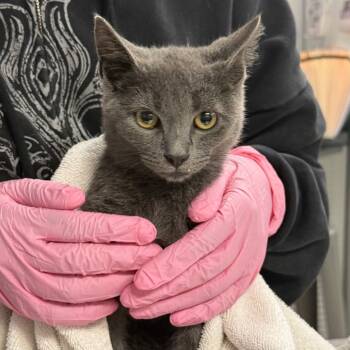 Rescue Domestic Short Hair Cats for Adoption in Vineland, New Jersey - Jake | PetCurious