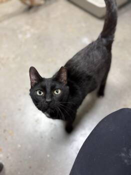 Rescue Domestic Short Hair Cats for Adoption in Zimmerman, Minnesota - Crabcake | PetCurious