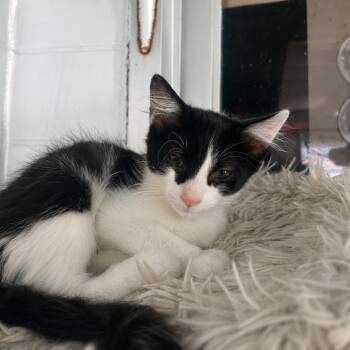 Miney -  Domestic Short Hair Cat for Adoption in West Point, Mississippi - Miney | PetCurious