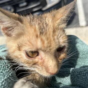 RANDALL -  Domestic Short Hair Cat for Adoption in Greensboro, North Carolina - RANDALL | PetCurious