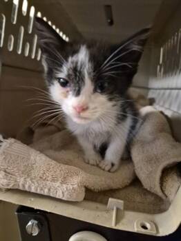 Kc 5/ 6 -  Domestic Short Hair Cat for Adoption in Lawrenceville, Georgia - Kc 5/ 6 | PetCurious