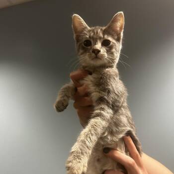 Cornbread -  Domestic Short Hair Cat for Adoption in Chattanooga, Tennessee - Cornbread | PetCurious
