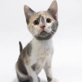 Cinderella -  Domestic Short Hair Cat for Adoption in Mocksville, North Carolina - Cinderella | PetCurious
