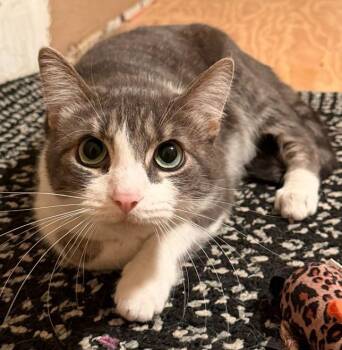 Minnie / Silo -  Domestic Short Hair Cat for Adoption in Richland Hills, Texas - Minnie / Silo | PetCurious