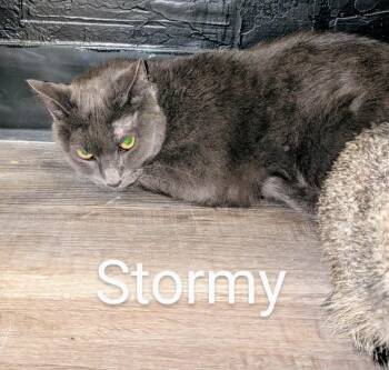 Rescue Domestic Short Hair Cats for Adoption in Grand Junction, Colorado - Stormy | PetCurious