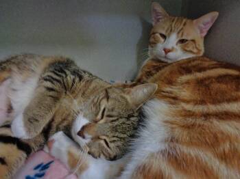 PEACH & PERSIMMON -  Tabby Cat for Adoption in Delhi, New York - PEACH & PERSIMMON | PetCurious