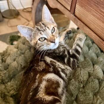 Hazel -  Domestic Short Hair Cat for Adoption in Lake Jackson, Texas - Hazel | PetCurious