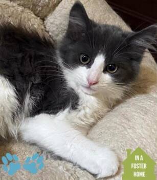 Furiosa -  Domestic Short Hair Cat for Adoption in Sacramento, California - Furiosa | PetCurious
