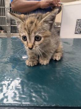 Scrabble -  Domestic Short Hair Cat for Adoption in Mobile, Alabama - Scrabble | PetCurious