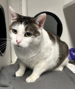 Rescue Domestic Short Hair Cats for Adoption in Stanwood, Washington - Daisy | PetCurious