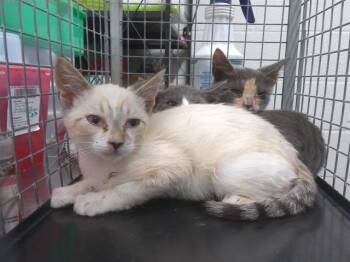 CASPER -  Siamese Cat for Adoption in Chula Vista, California - CASPER | PetCurious