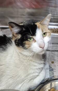 BONITA -  Domestic Short Hair Cat Available for Adoption in Hagerstown, Maryland - BONITA | PetCurious