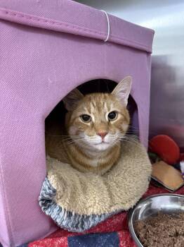 Blaze and Smokey Bear -  Domestic Short Hair Cat for Adoption in Waltham, Massachusetts - Blaze And Smokey Bear | PetCurious