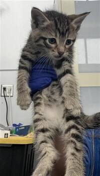 Domestic Short Hair Cats Available for Adoption in Dallas, Texas - NEMO | PetCurious