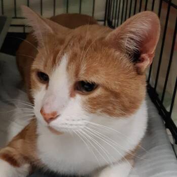 Qtip -  Domestic Short Hair Cat for Adoption in Spokane, Washington - Qtip | PetCurious