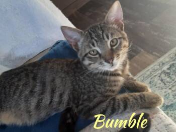 Rescue Tabby and American Shorthair Cats for Adoption in Shrewsbury, Massachusetts - Bumble | PetCurious